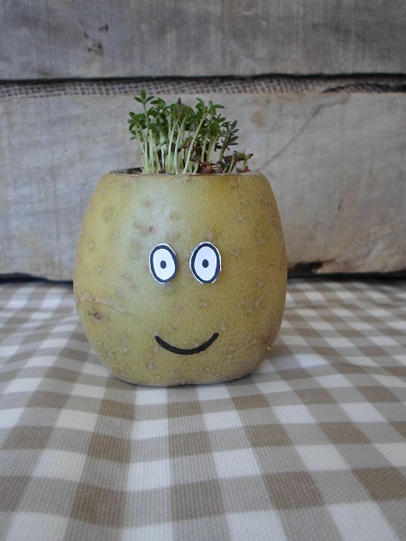 Bannisters' Farm Potato Cress Head Day 7