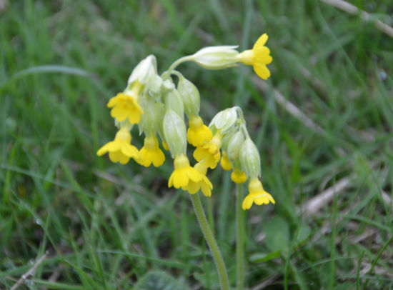 Cowslips