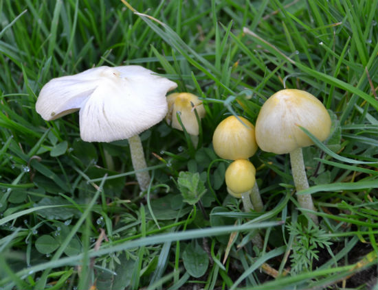 Fungi on grass