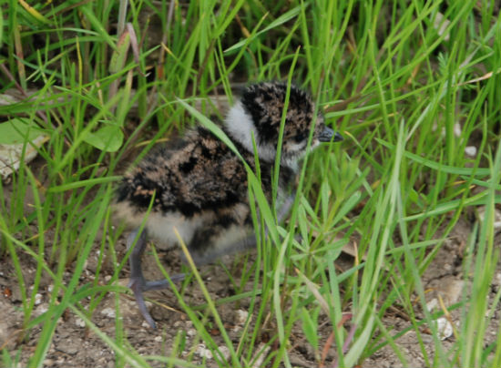 lapwing chick 2