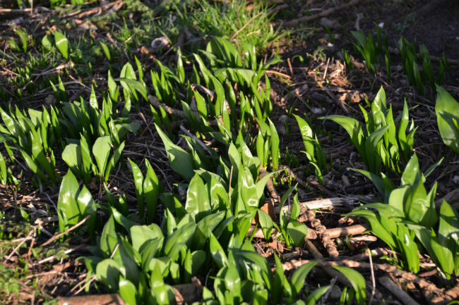 wild garlic