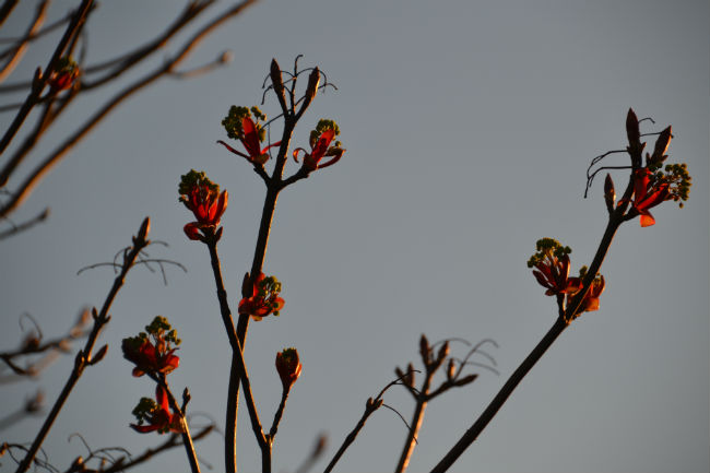 Sycamore buds in the sunlight