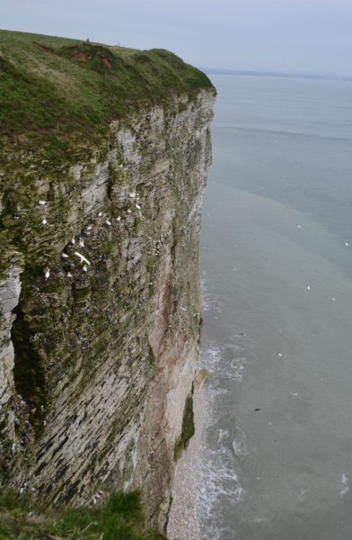 Bempton Cliffs