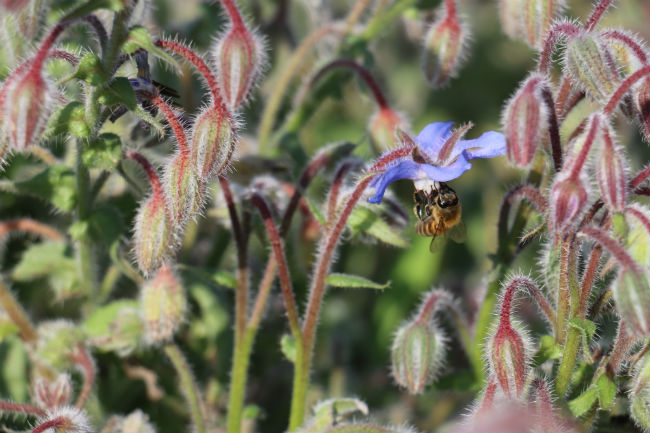 Bee on borage