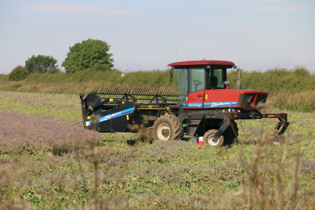 Swathing the borage