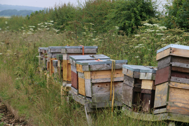 Bee hives in borage field