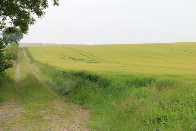 Barley with rain damage
