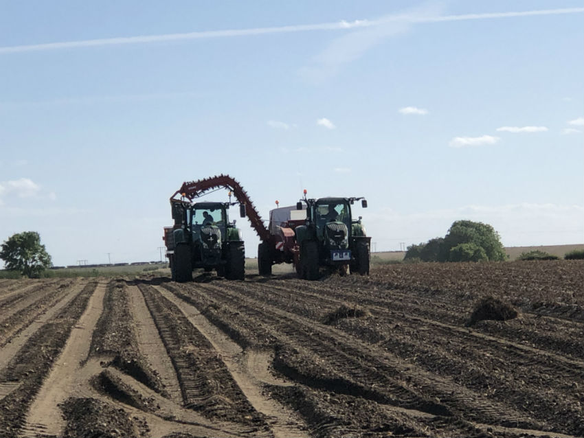 Potato picking