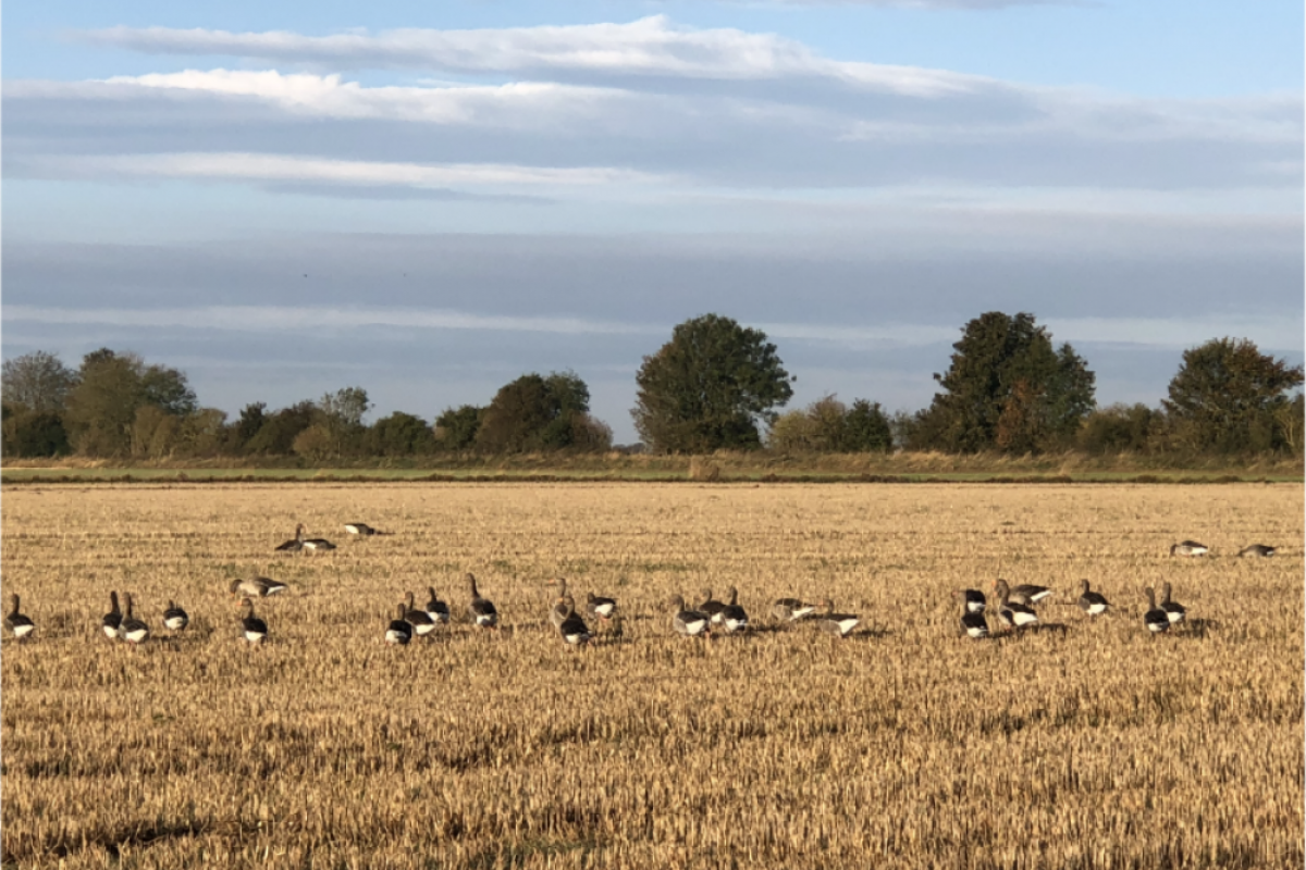 Wildlife on the Wolds