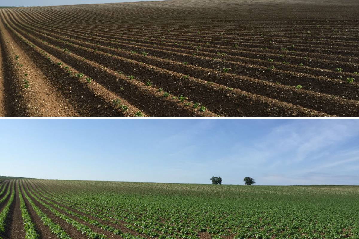 Whether the weather be fine…