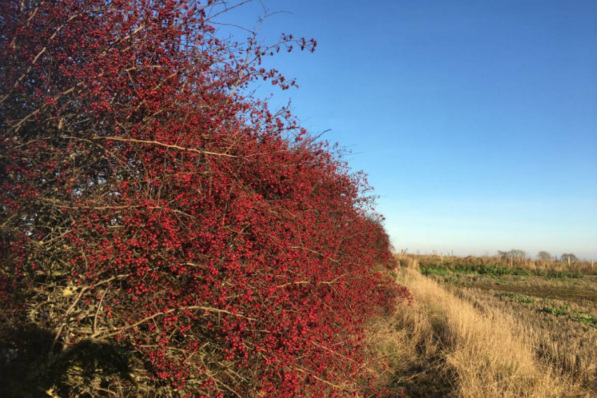 A sign of a cold winter?